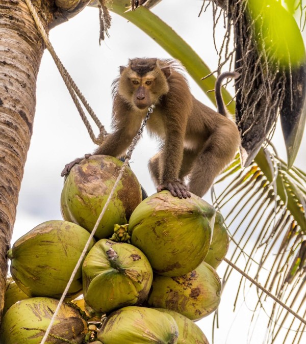 aap-in-palmboom-koh-samui-thailandtravel
