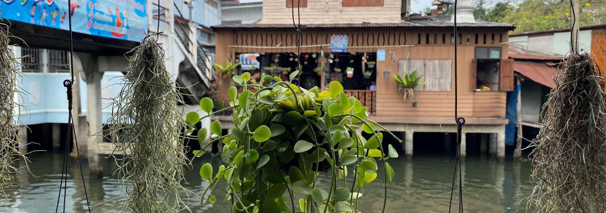 bangkok-thonburi-klong-planten-thailandtravel