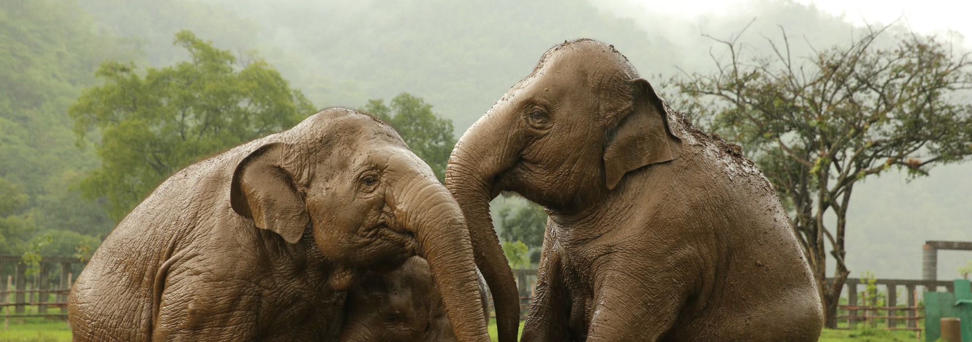 chiang-mai-elephant-nature-park-olifanten-tour-excursie-thailandtravel