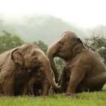 chiang-mai-elephant-nature-park-olifanten-tour-excursie-thailandtravel