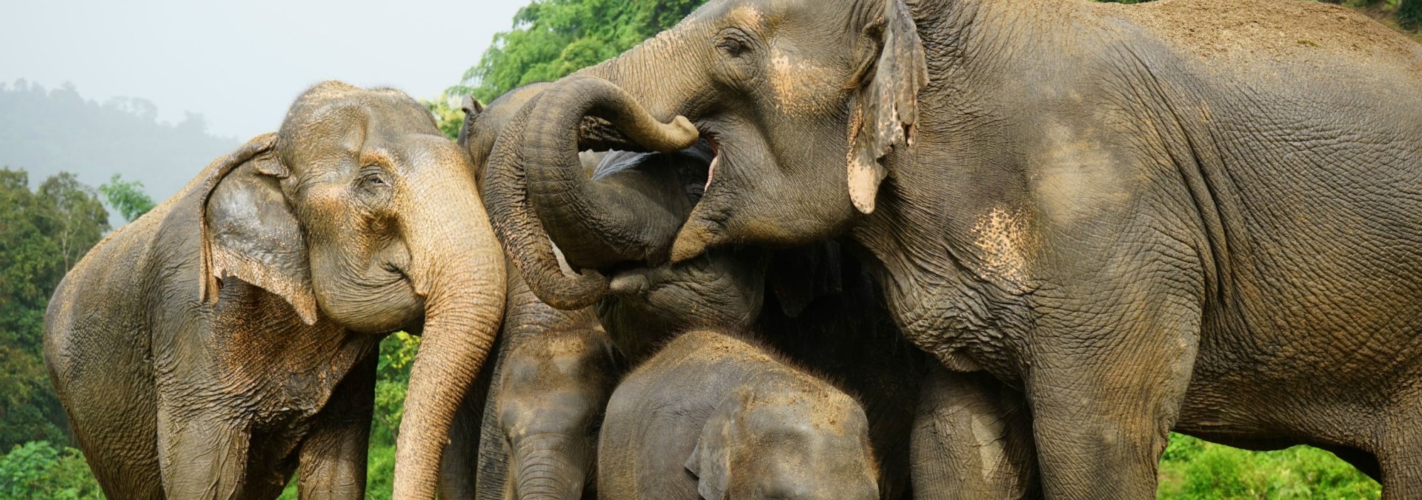 chiang-mai-elephantnaturepark-elephants-olifanten-thailandtravel