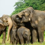 chiang-mai-elephantnaturepark-elephants-olifanten-thailandtravel