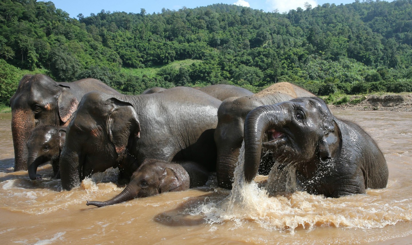 chiangmai-elephant-nature-park-badderen-thailandtravel