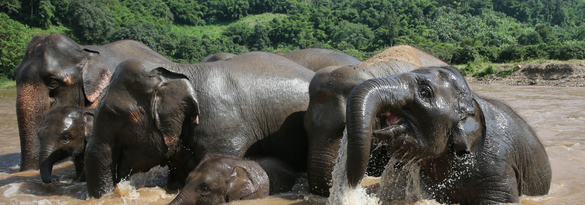chiangmai-elephant-nature-park-badderen-thailandtravel