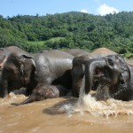 chiangmai-elephant-nature-park-badderen-thailandtravel