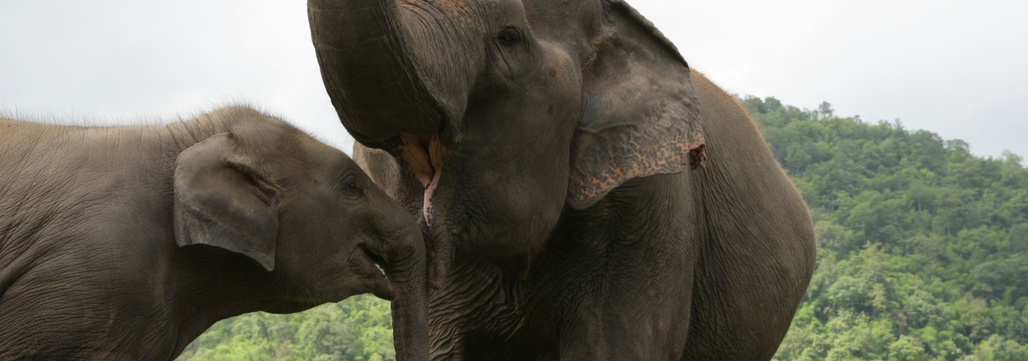chiangmai-elephant-nature-park-excursie-thailand-travel