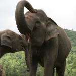 chiangmai-elephant-nature-park-excursie-thailand-travel