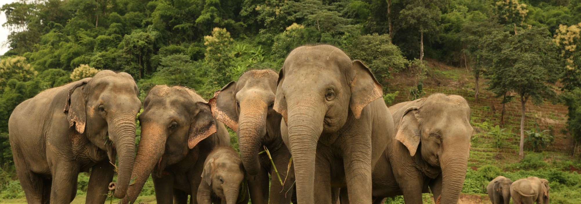 chiangmai-elephant-nature-park-excursie-thailandtravel