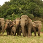 chiangmai-elephant-nature-park-excursie-thailandtravel