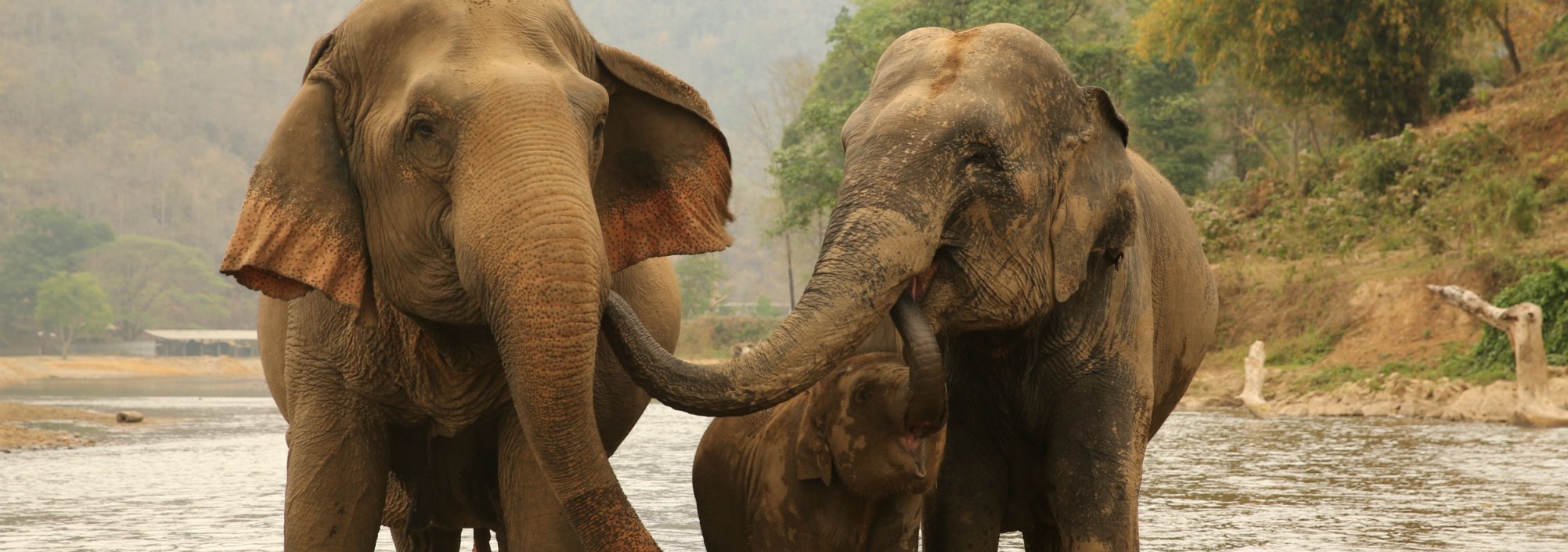 chiangmai-elephantnaturepark-water-rivier-thailandtravel