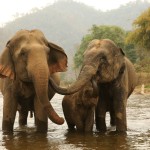 chiangmai-elephantnaturepark-water-rivier-thailandtravel