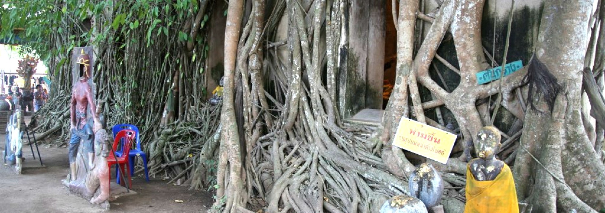 colors-of-damnoen-saduak-fietstocht-boom-heilig-thailandtravel
