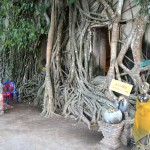 colors-of-damnoen-saduak-fietstocht-boom-heilig-thailandtravel