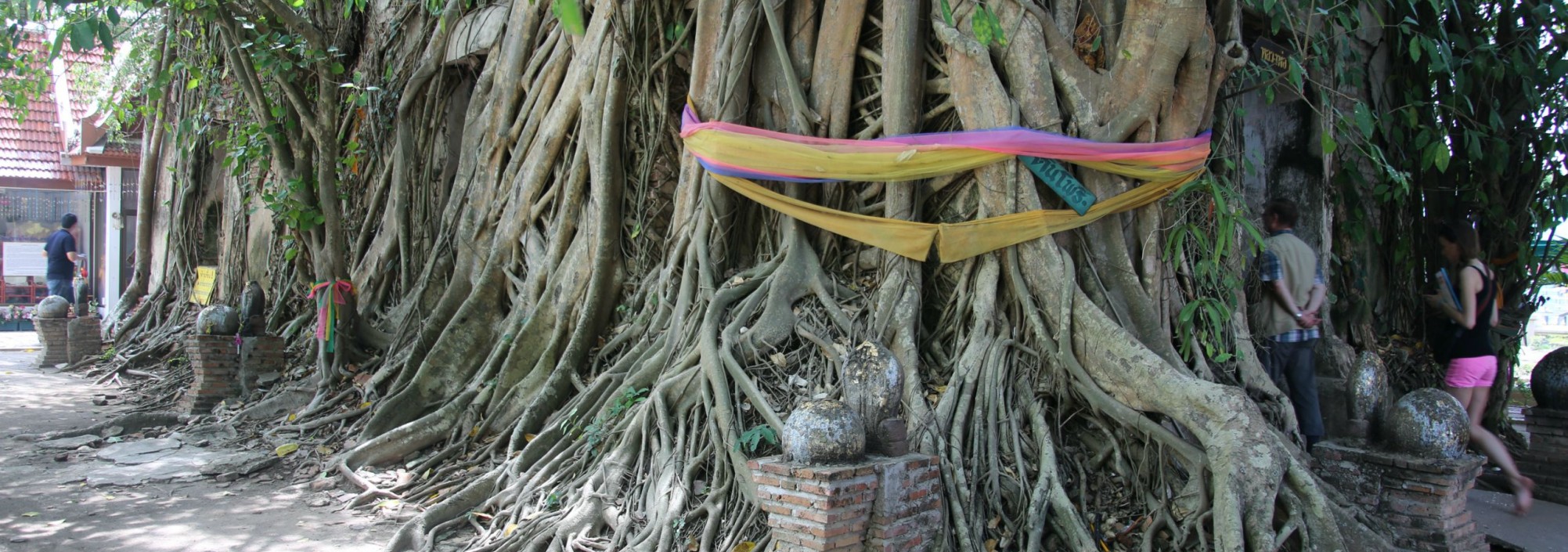colors-of-damnoen-saduak-fietstocht-fietsen-heilige-boom-thailandtravel