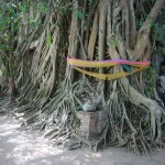 colors-of-damnoen-saduak-fietstocht-fietsen-heilige-boom-thailandtravel