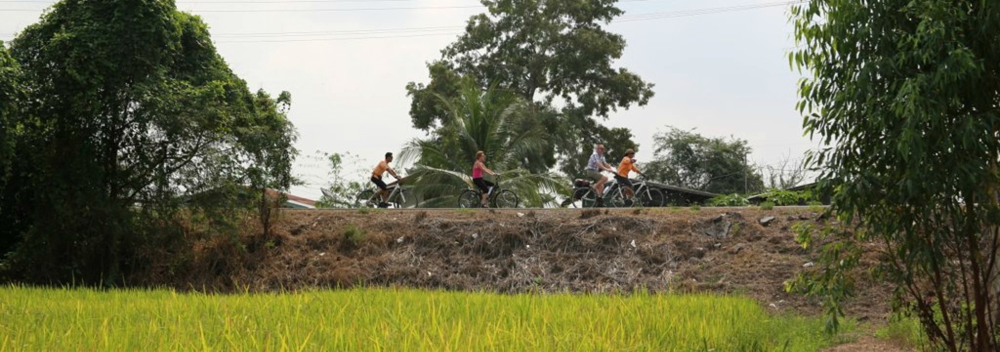 colours-of-ayutthaya-fietstocht-fietsen-rijstveld-thailandtravel