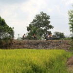 colours-of-ayutthaya-fietstocht-fietsen-rijstveld-thailandtravel