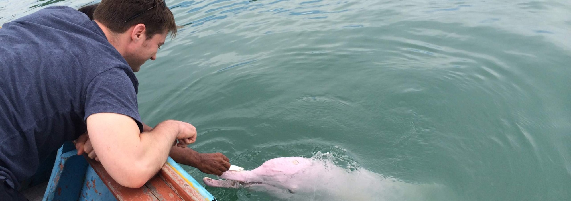 dolfijnen-khanom-thailand
