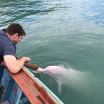 dolfijnen-khanom-thailand