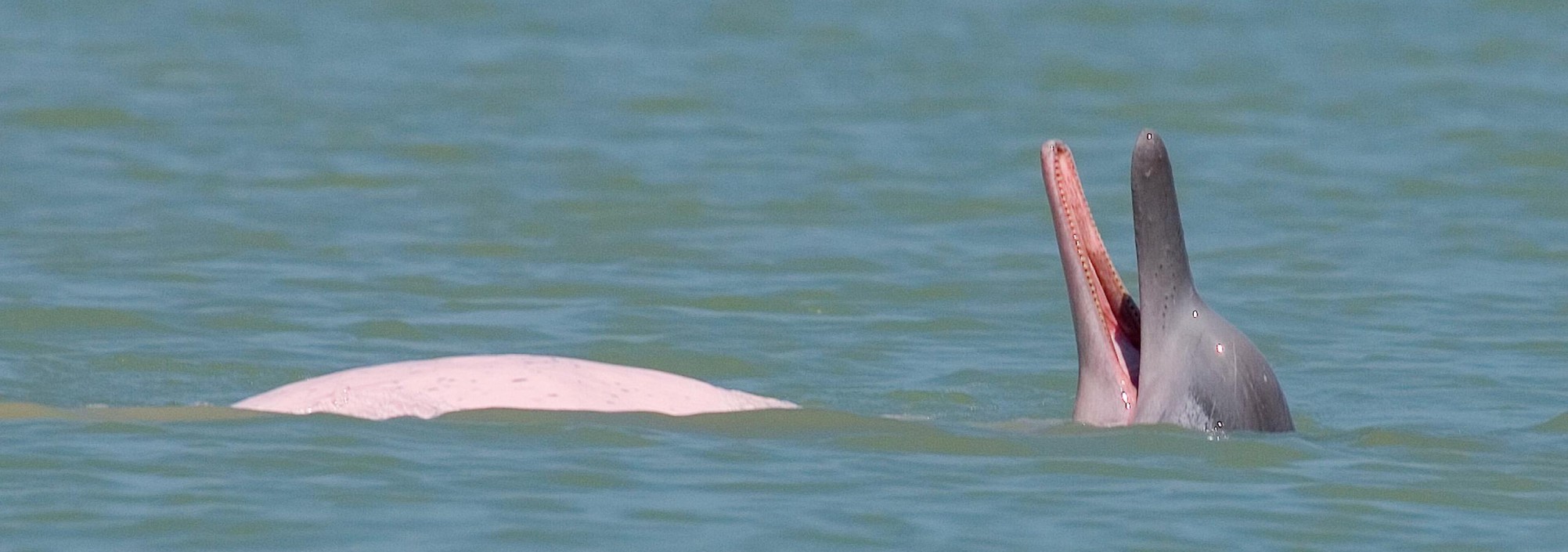 dolfijnen-khanom-thailandtravel