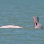 dolfijnen-khanom-thailandtravel