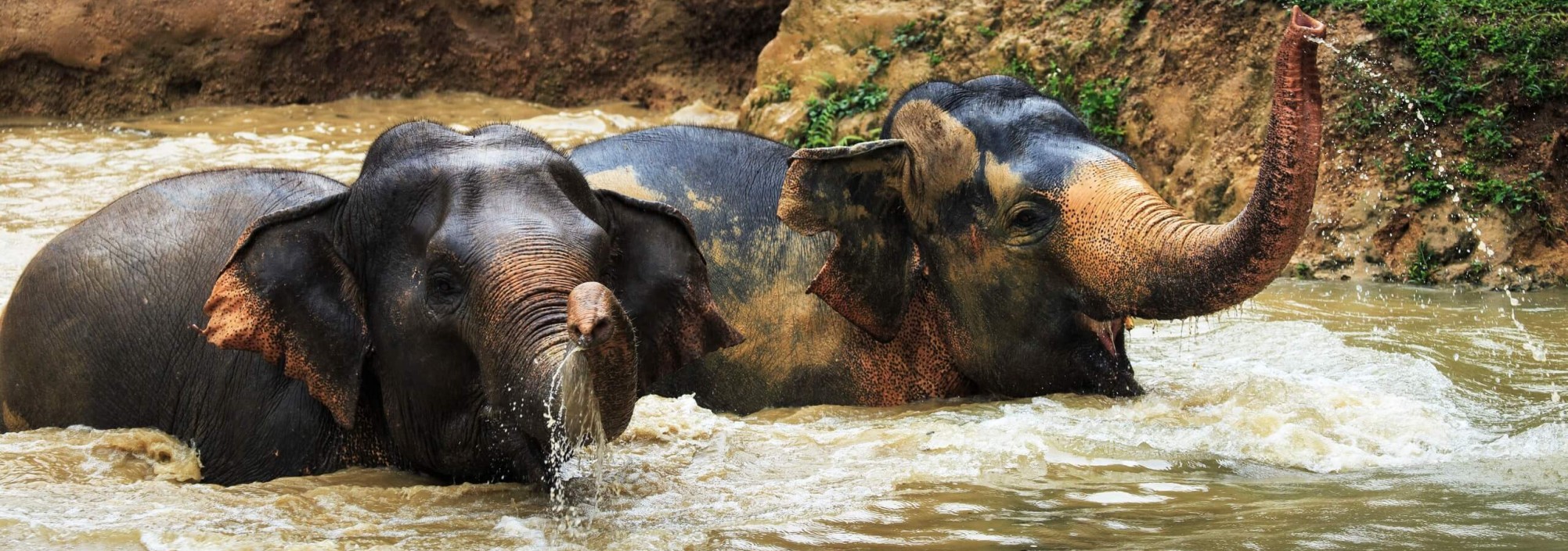 elephant-hills-khao-sok-national-park-olifanten-bad