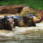 elephant-hills-khao-sok-national-park-olifanten-bad
