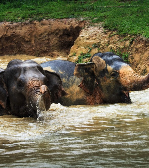 elephant-hills-khao-sok-national-park-olifanten-bad