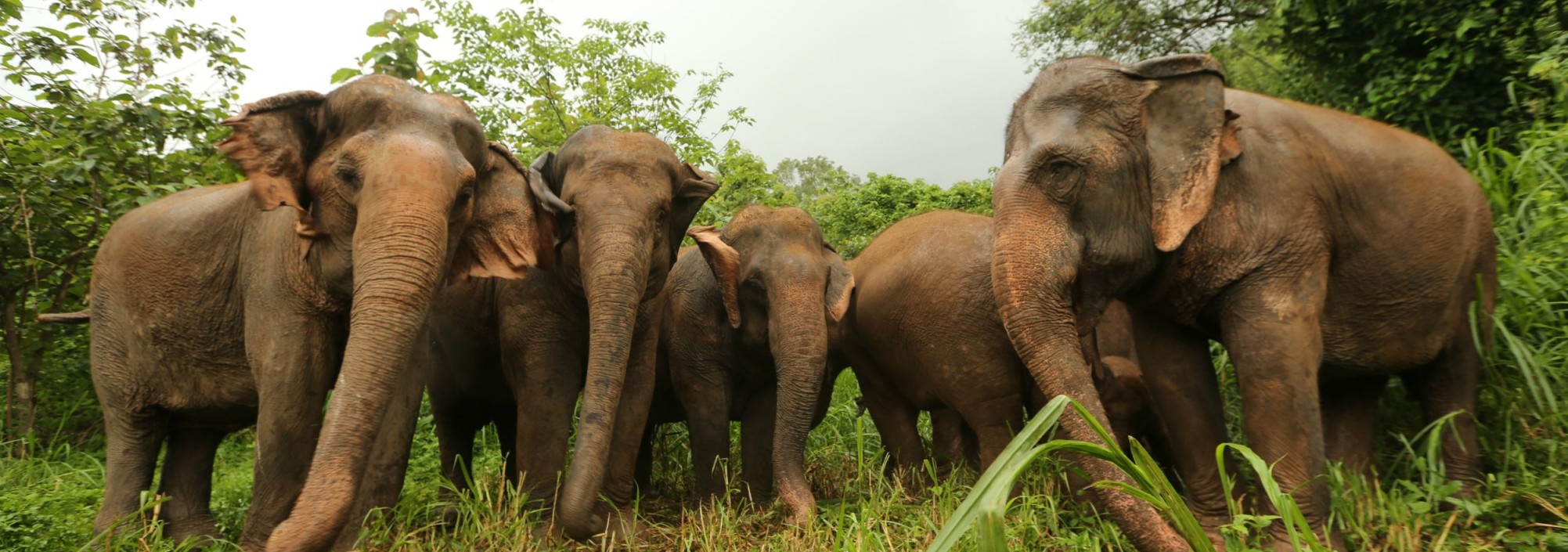 elephant-nature-park-chiangmai-kudde-olifanten-thailandtravel
