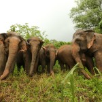 elephant-nature-park-chiangmai-kudde-olifanten-thailandtravel
