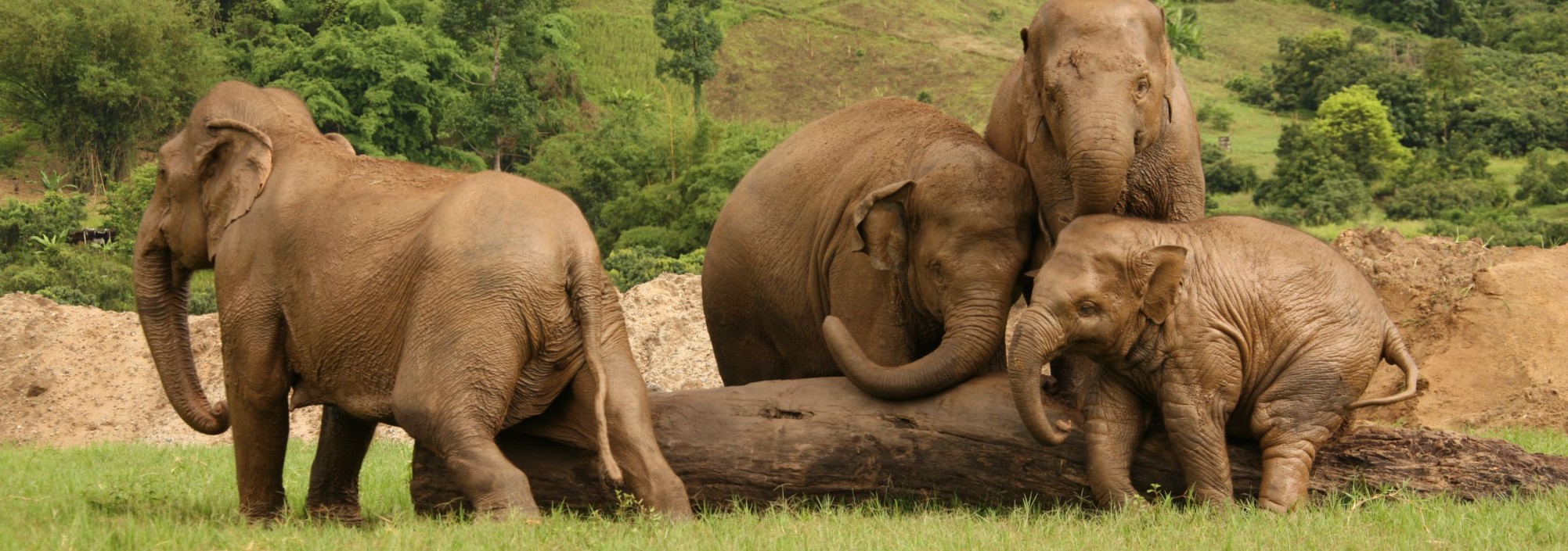elephant-nature-park-chiangmai-olifanten-thailandtravel