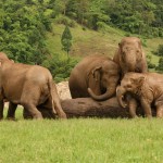 elephant-nature-park-chiangmai-olifanten-thailandtravel
