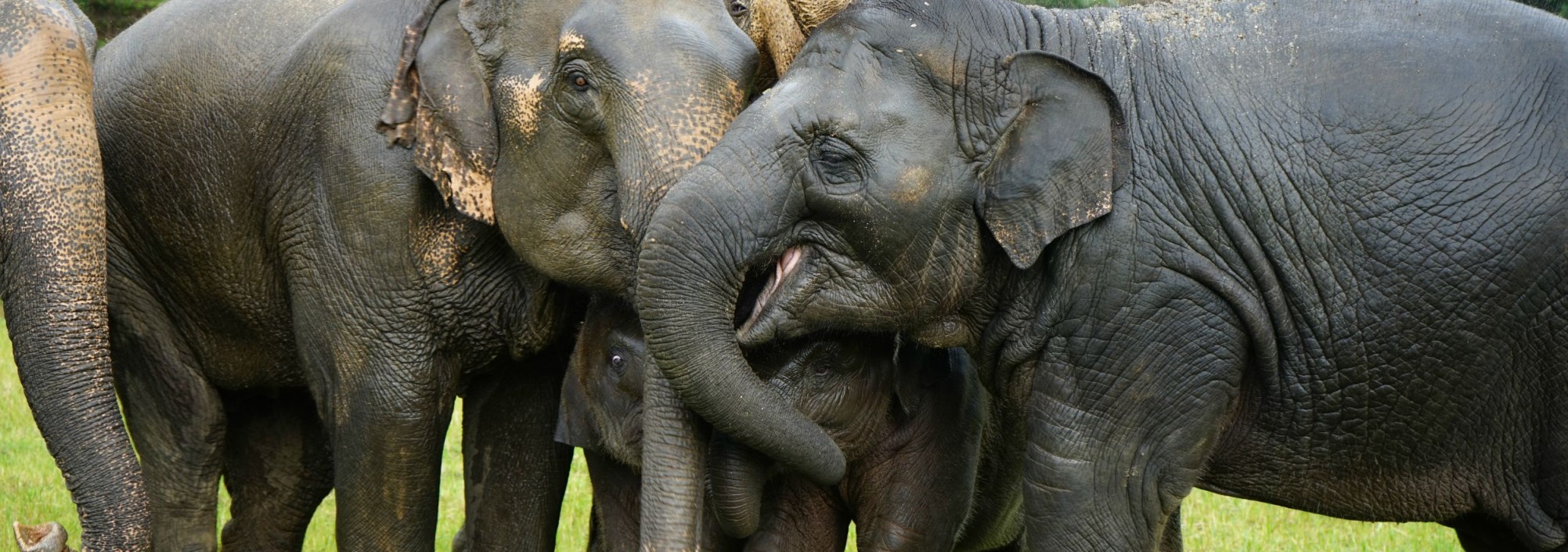elephant-nature-park-cnx-chiangmai-park-olifanten-thailandtravel
