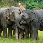 elephant-nature-park-cnx-chiangmai-park-olifanten-thailandtravel