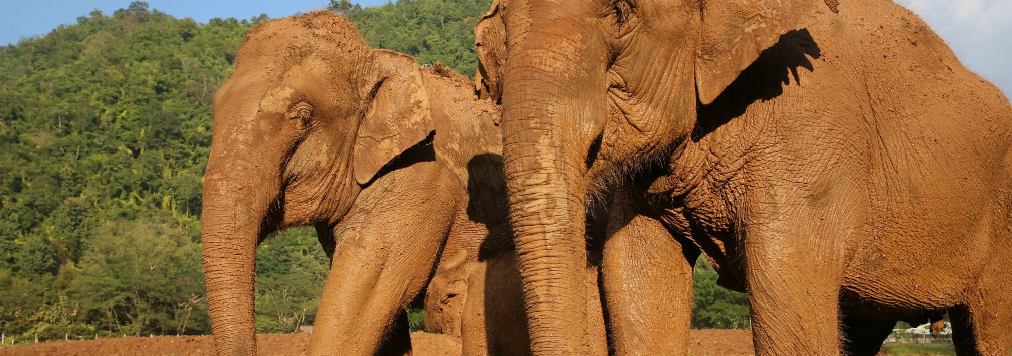 elephant-nature-park-excursie-chiangmai-olifanten-tour-thailandtravel