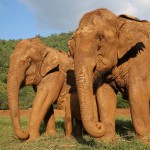 elephant-nature-park-excursie-chiangmai-olifanten-tour-thailandtravel