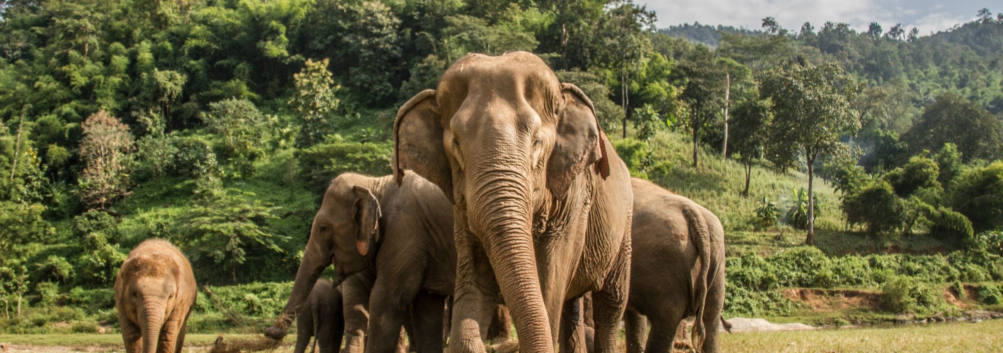 elephant-nature-park-olifanten-chiangmai-thailandtravel