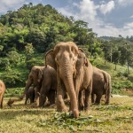 elephant-nature-park-olifanten-chiangmai-thailandtravel
