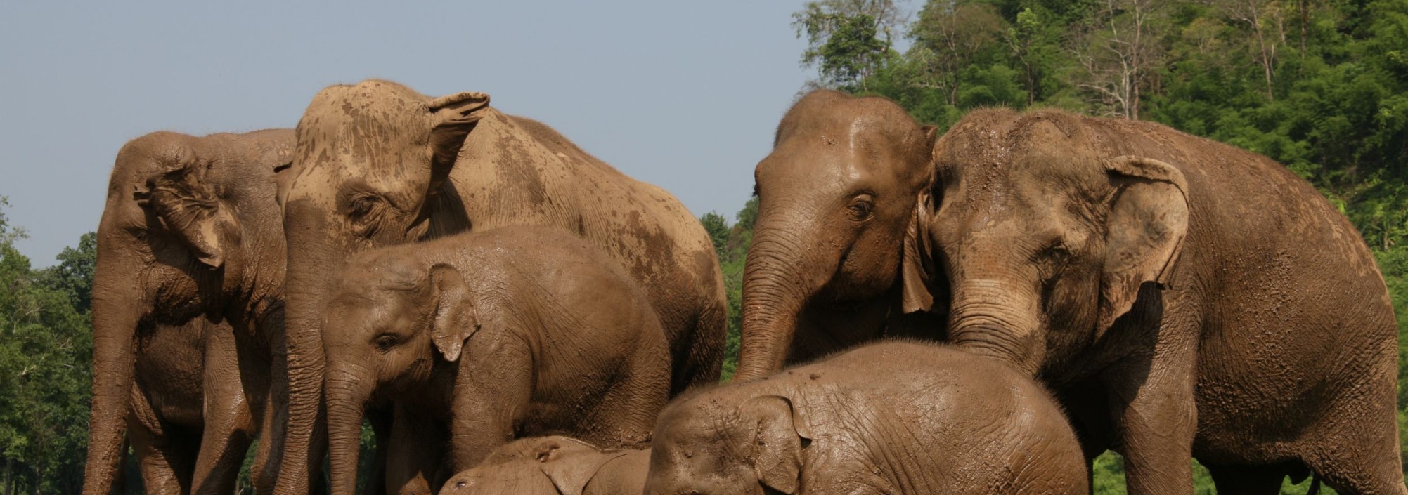 elephant-nature-park-olifanten-thailandtravel