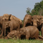 elephant-nature-park-olifanten-thailandtravel