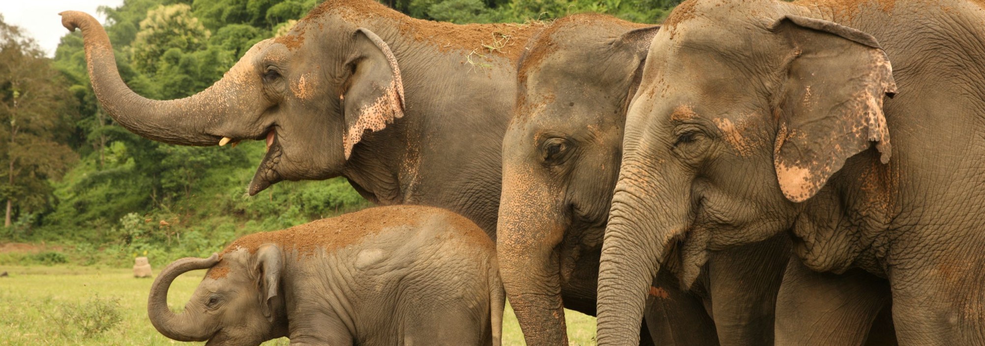 elephantnaturepark-chiangmai-excursie-olifanten-thailandtravel