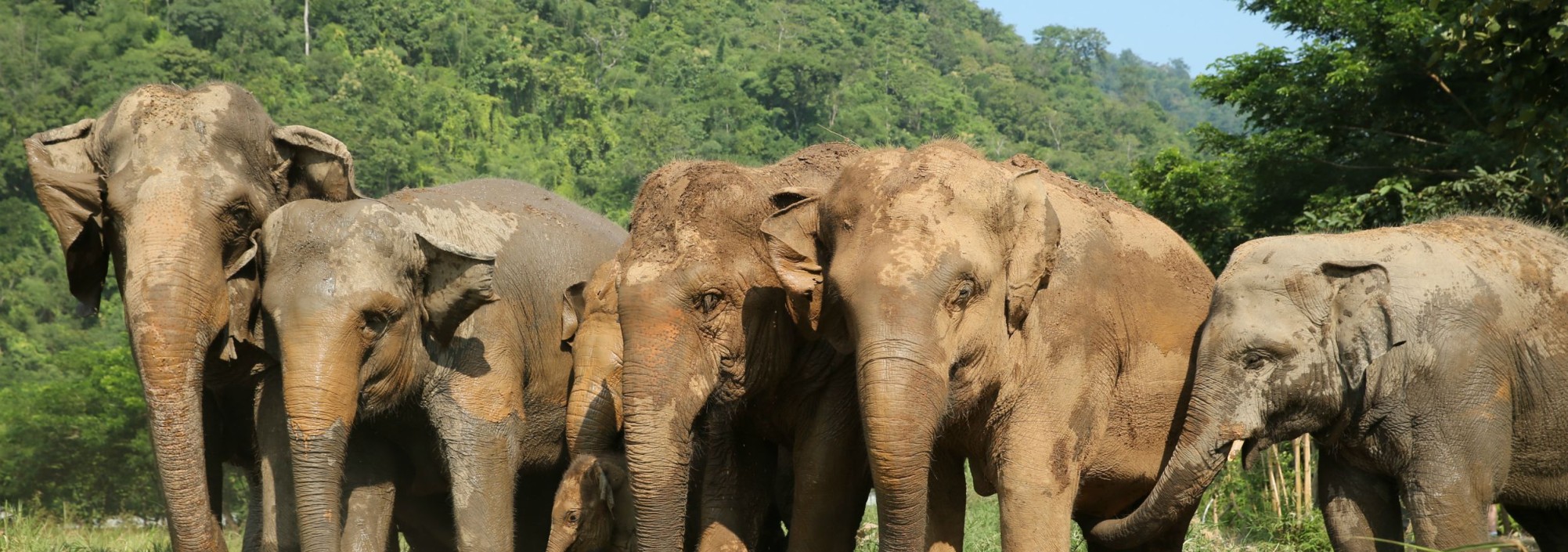 elephantnaturepark-chiangmai-kudde-olifanten-thailand-thailandtravel