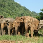 elephantnaturepark-chiangmai-kudde-olifanten-thailand-thailandtravel