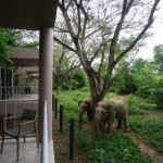 i-love-phants-forest-view-room-balkon-tuin-olifant-uitzicht-thailandtravel