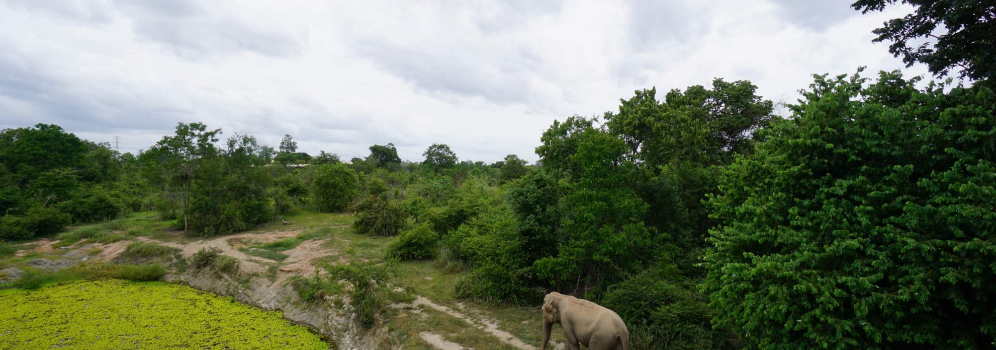 i-love-phants-forest-view-room-balkon-uitzicht-olifanten-thailandtravel