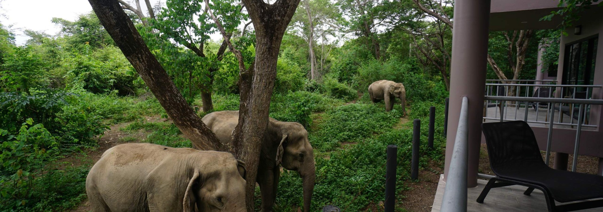 i-love-phants-forest-view-room-olifanten-garden-balkon-uitzicht-thailandtravel