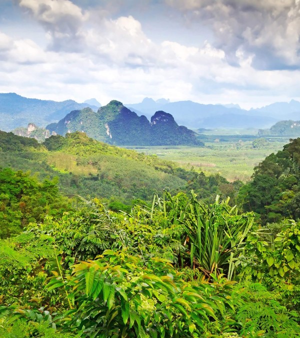 jungle-khao-sok-national-park-thailandtravel