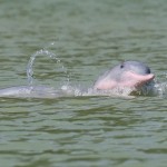 khanom-dolfijn-roze-pink-thailandtravel