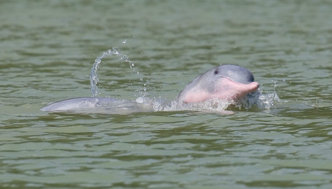 khanom-dolfijn-roze-pink-thailandtravel