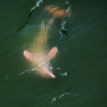 khanom-pink-dolphin-roze-dolfijn-thailandtravel